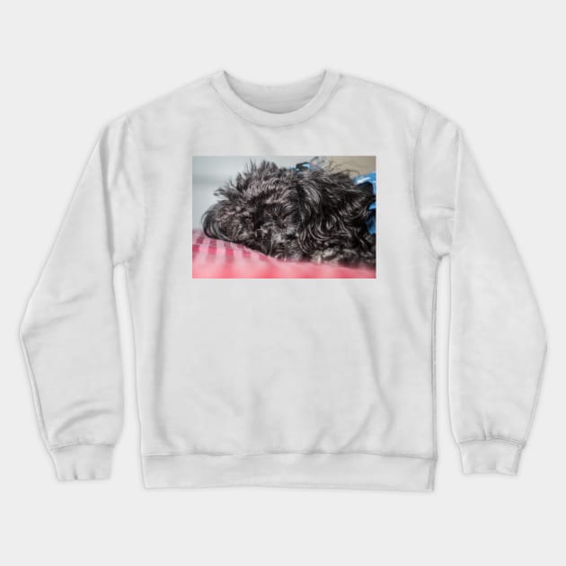 Toy poodles Crewneck Sweatshirt by KensLensDesigns